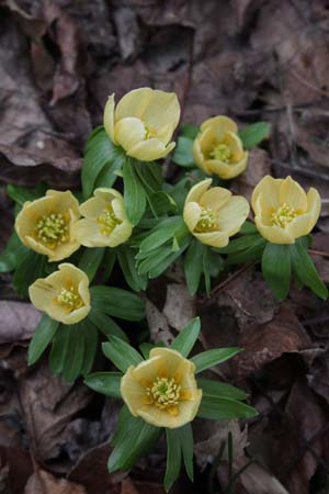 Eranthis hyemalis 'Schwefelglanz'