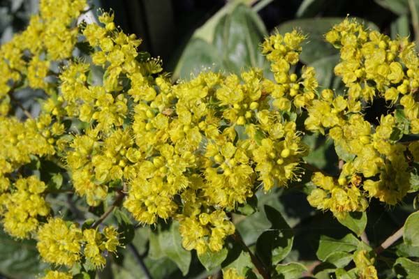 ERIOGONUM allenii 'Little Rascal'