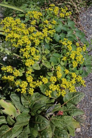 Eriogonum allenii 'Little Rascal'