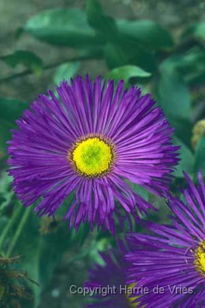 Erigeron 'Dominator'