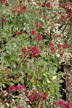 Eriogonum grande rubescens