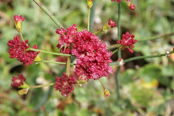 Eriogonum grande rubescens