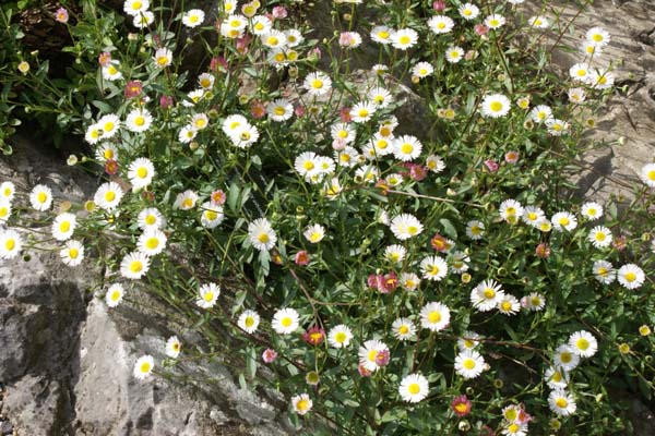 Erigeron karvinskianus