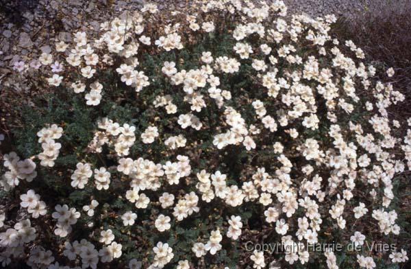 Erodium chrysanthum