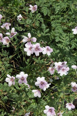 Erodium foetidum