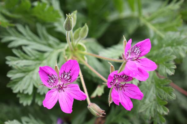 Erodium x hybridum