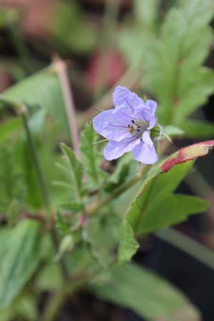 Erodium telavivense