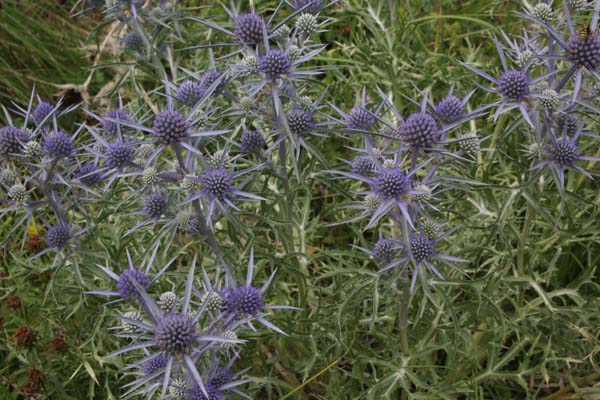 Eryngium amethystinum (ex Hermannshof)