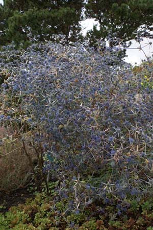 Eryngium billardieri