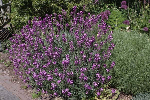 Erysimum 'Bowles Mauve'