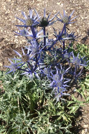 Eryngium bourgatii 'Picos Amethyst'