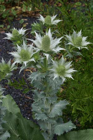 Eryngium caucasicum ?