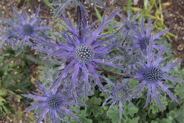 Eryngium 'Cobalt Star'