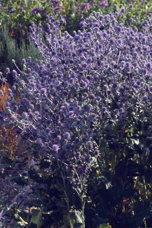 Eryngium creticum