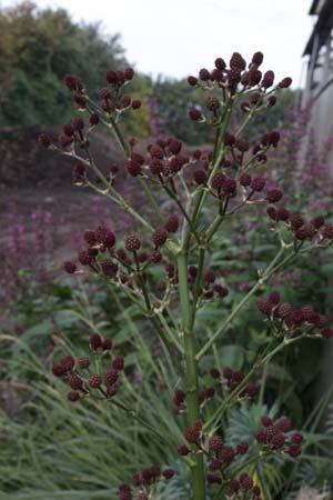 Eryngium ebracteatum