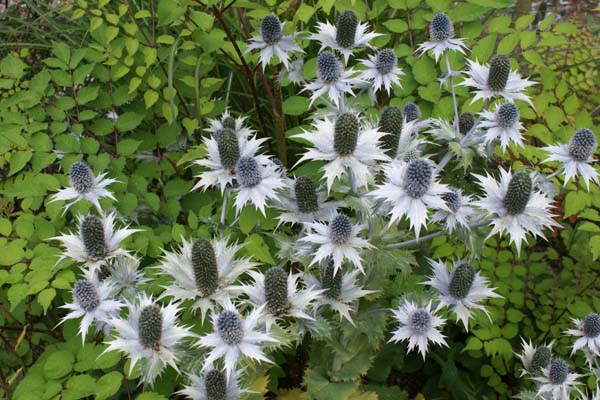 Eryngium giganteum 'Silver Ghost'