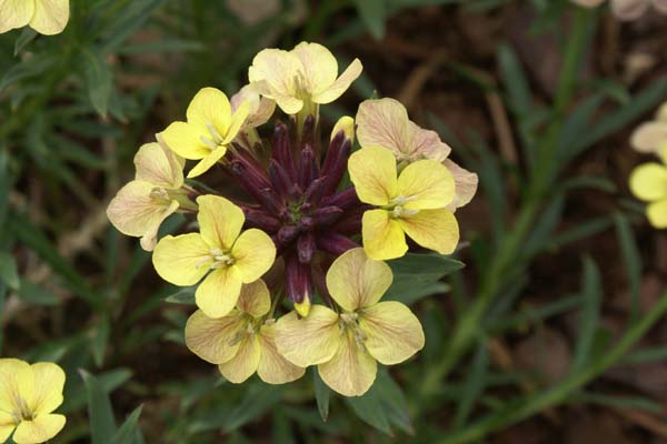 Erysimum 'John Codrington'