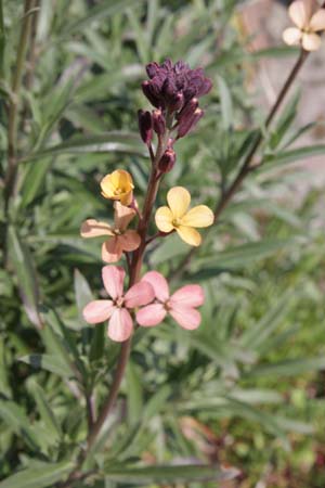 Erysimum mutabile