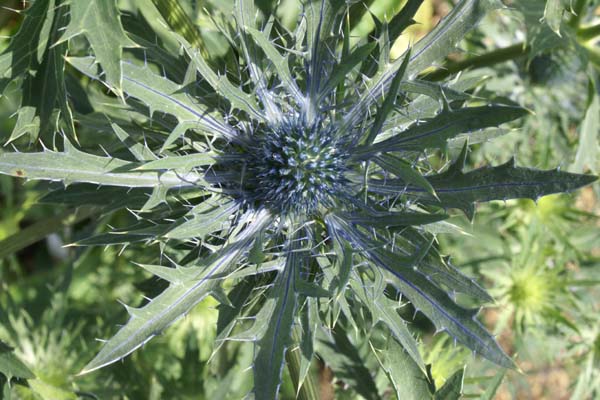 Eryngium planum 'Belladonna'