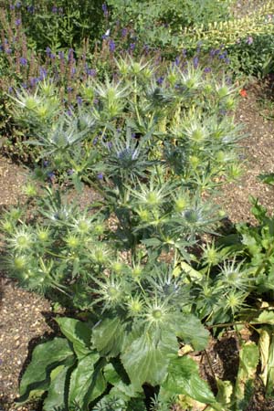 Eryngium planum 'Belladonna'