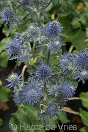 Eryngium planum 'Tiny Jackpot'