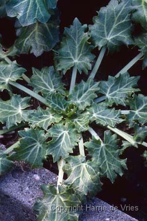 Eryngium variifolium