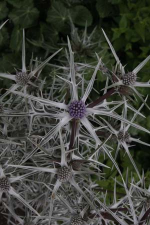 Eryngium variifolium