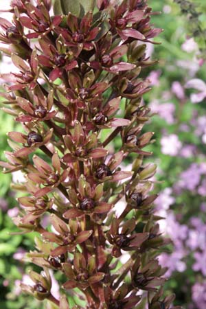 Eucomis 'Oakhurst'