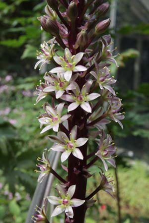 Eucomis 'Oakhurst'