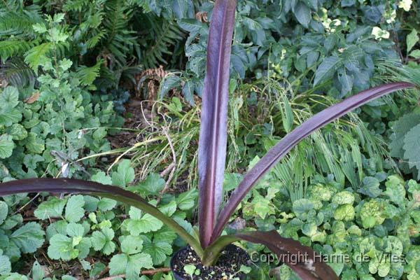 EUCOMIS 'Sparkling Burgundy'