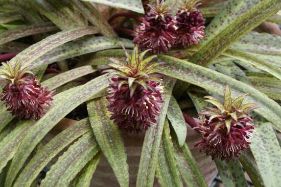 Eucomis vandermerwei 'Octopussy'