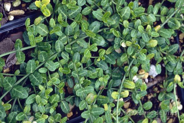 Euonymus fortunei 'Kewensis'