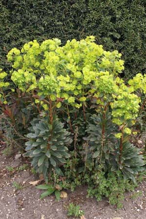 Euphorbia amygdaloides 'Redbud'