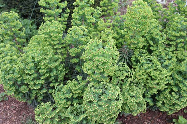 Euphorbia amygdaloides 'Walburton Ruby Glow'