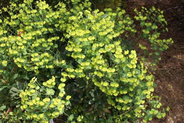 Euphorbia amygdaloides robbiae