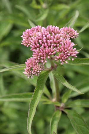 Eupatorium chinense simplicifolium