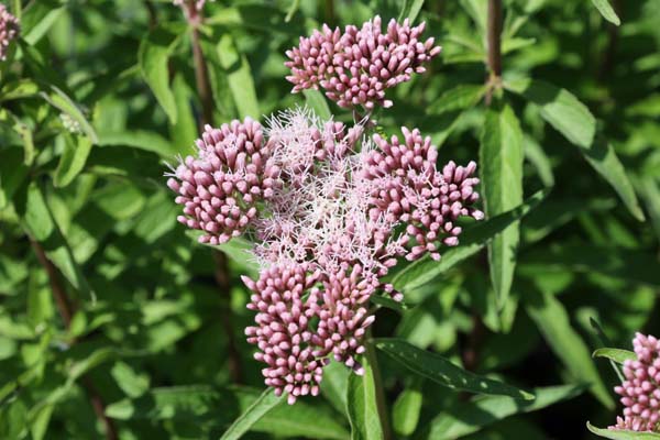 Eupatorium chinense simplicifolium