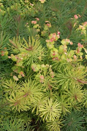 Euphorbia cyparissias 'Fens Ruby'