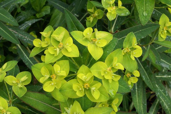 Euphorbia donii 'Amjilassa'