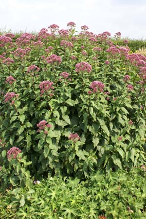 Eupatorium maculatum 'Ankum's August'