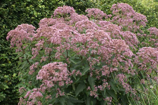 Eupatorium maculatum 'Phantom'