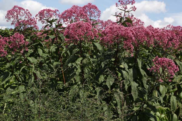 Eupatorium maculatum 'Glutball'