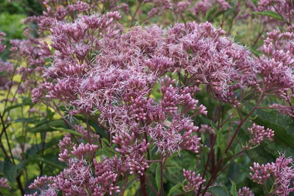 Eupatorium maculatum 'Phantom'