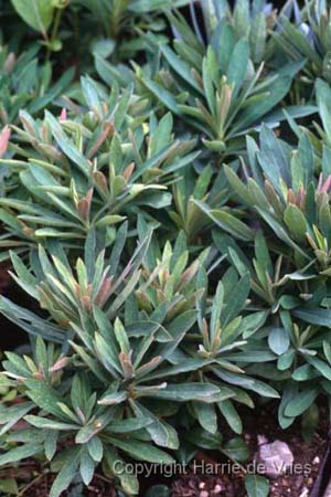 Euphorbia martinii 'Red Wing'