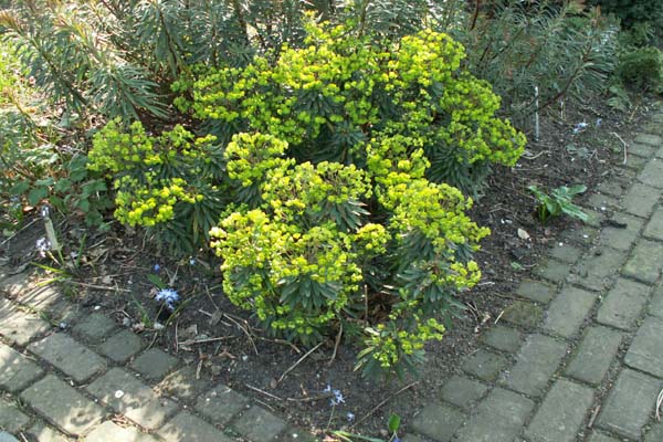 Euphorbia martinii 'Red Wing'