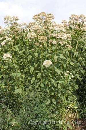 Eupatorium purpureum 'Bartered Bride'