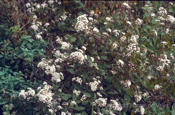 Eupatorium rugosum 'Chocolate'