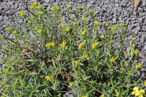 Euphorbia spinosa