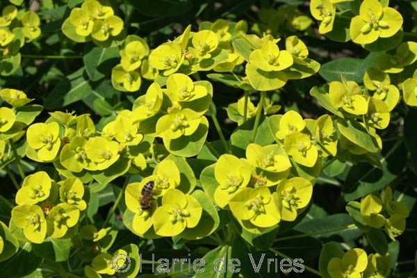 Euphorbia wallichii