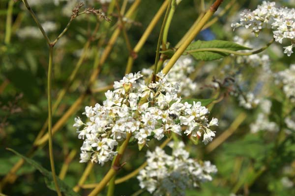 Fagopyrum dibotrys (F. acutatum)